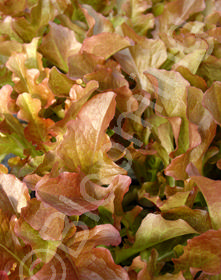 Lactuca quercina 'Mascara'